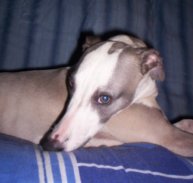 Publication : Horsewip Gold Auteur : Christine Challier