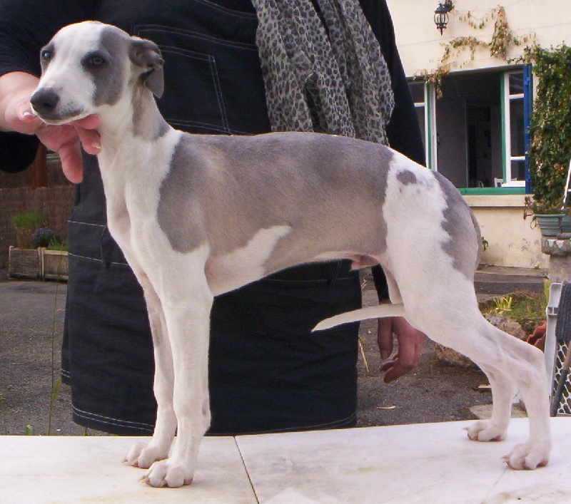 Publication : Horsewip Gold Auteur : Christine Challier