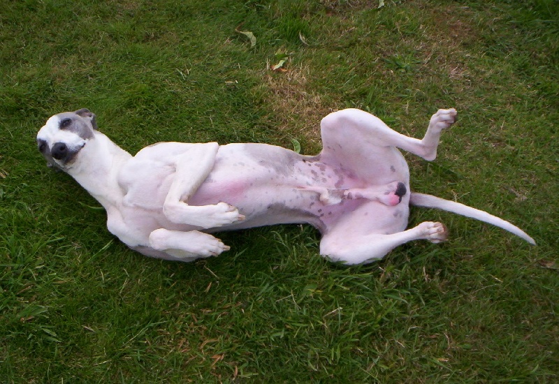 Publication : Horsewip Gold Auteur : Christine Challier