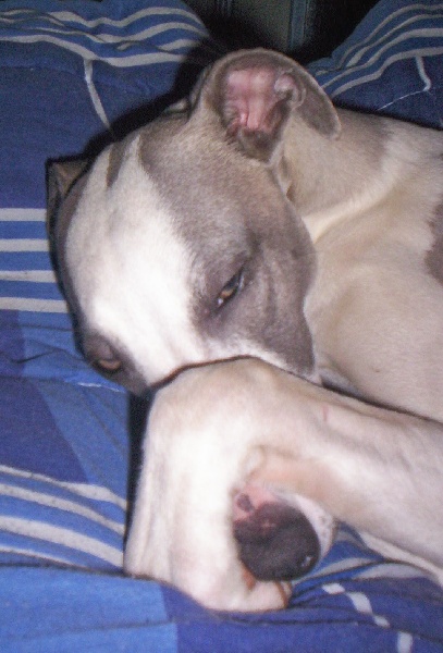 Publication : Horsewip Gold Auteur : Christine Challier