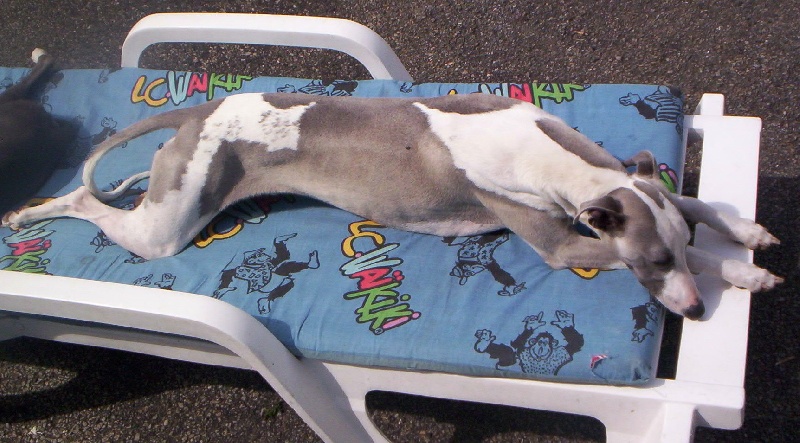 Publication : Horsewip Gold Auteur : Christine Challier