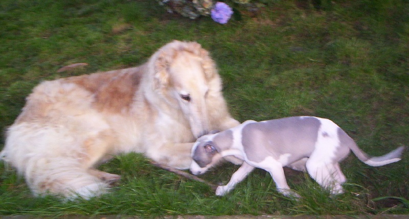 Publication : Horsewip Gold Auteur : Christine Challier