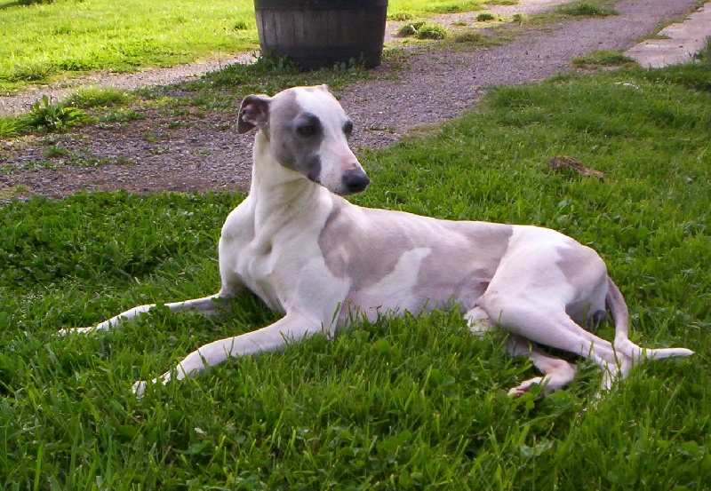 Publication : Horsewip Gold Auteur : Christine Challier