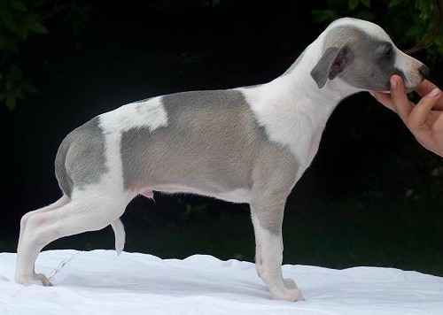 Publication : Horsewip Gold Auteur : Christine Challier