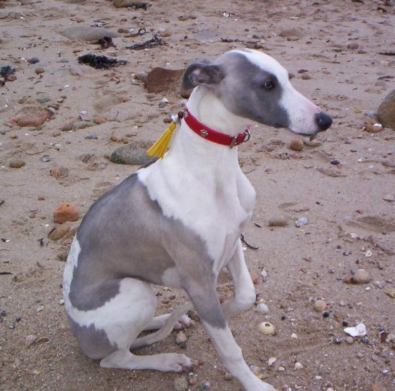 Publication : Horsewip Gold Auteur : Christine Challier