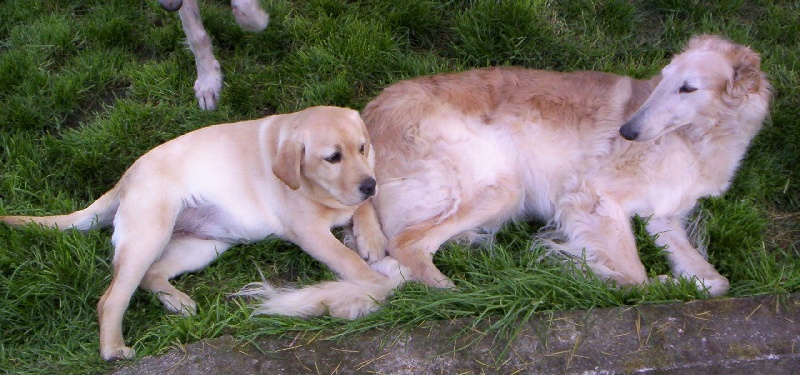 Publication : Du domaine des perles rares Auteur : Christine Challier