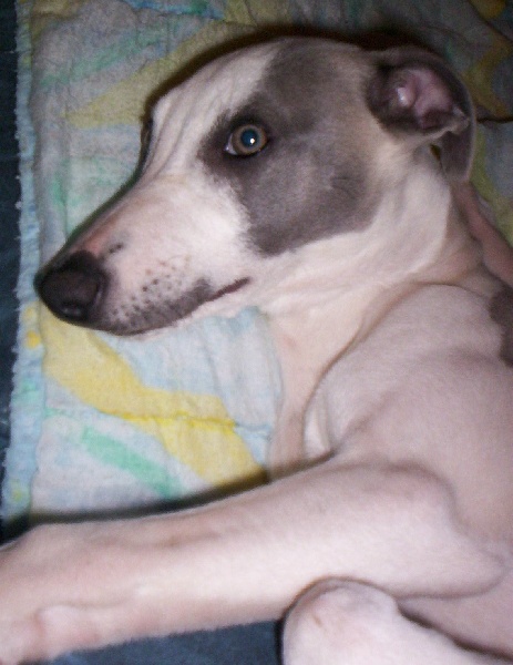 Publication : Horsewip Gold Auteur : Christine Challier