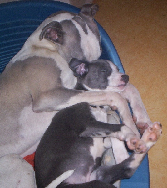 Publication : Horsewip Gold Auteur : Christine Challier