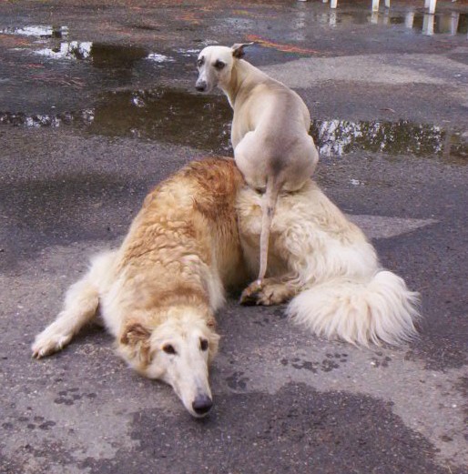 Publication : Du domaine des perles rares Auteur : Christine Challier