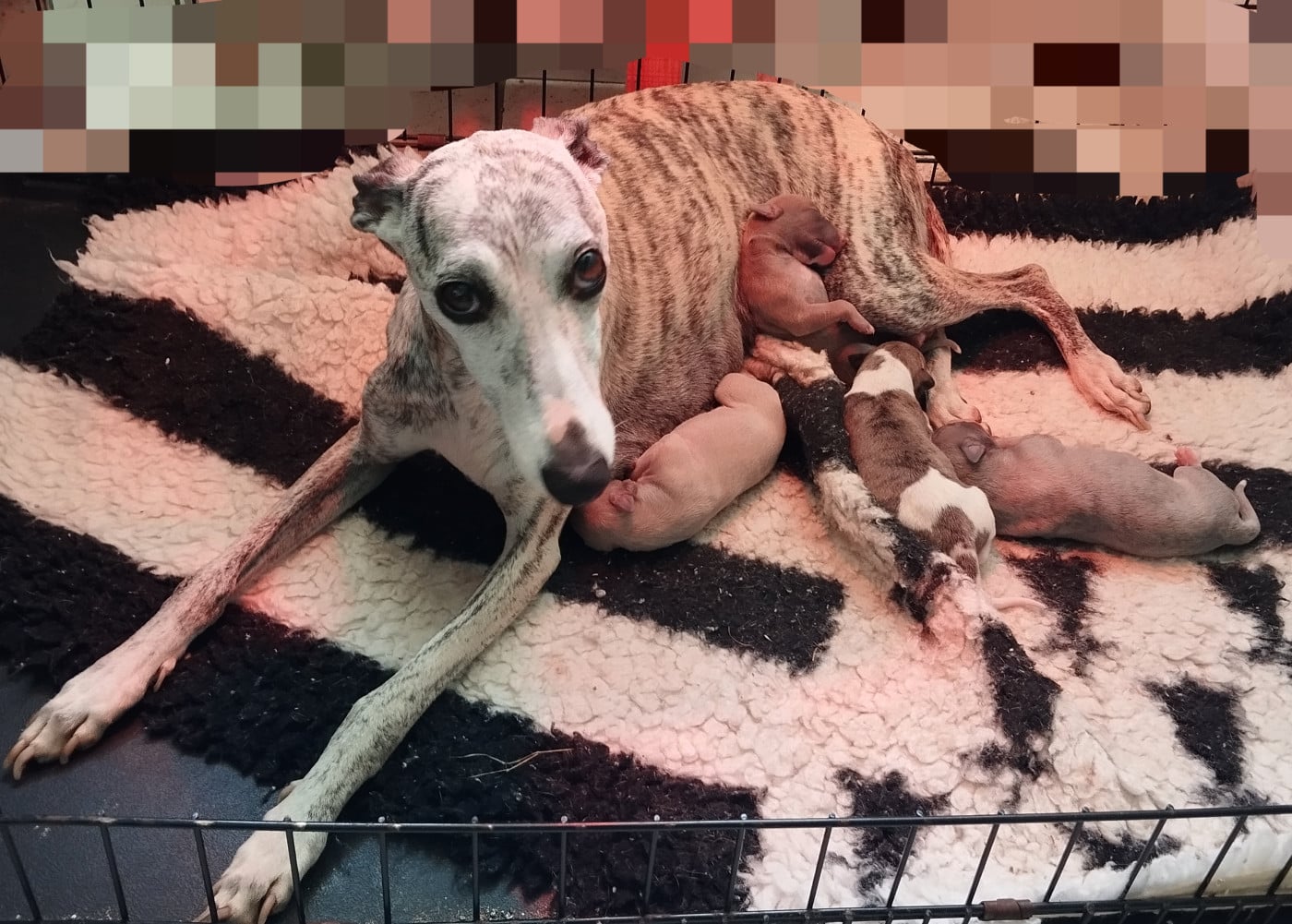 Whippet - Du domaine des perles rares
