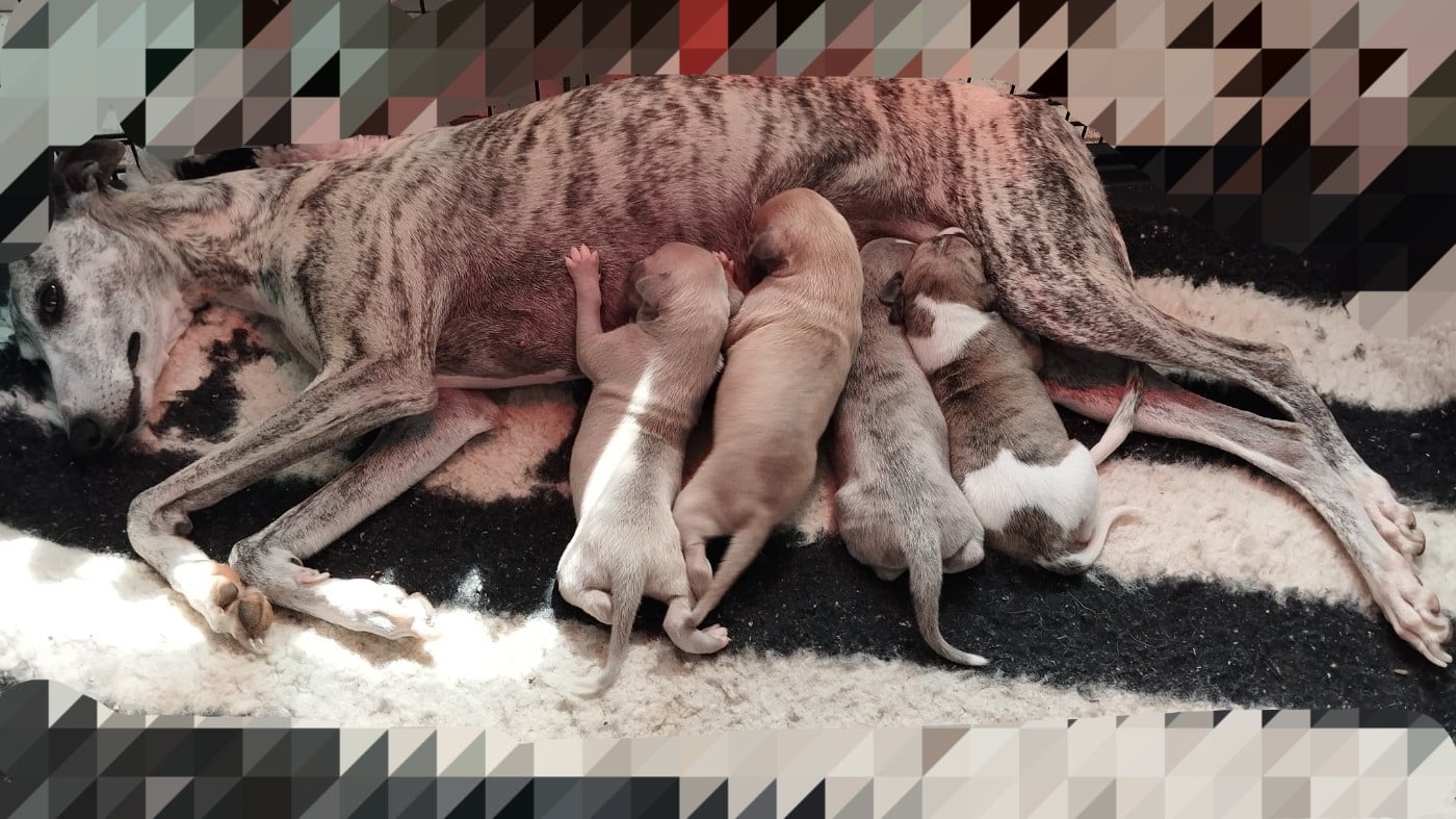 Whippet - Du domaine des perles rares