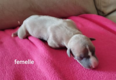 Chiot N°1 - Whippet
