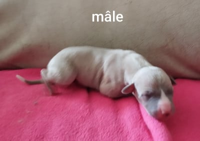 Chiot N°2 - Whippet