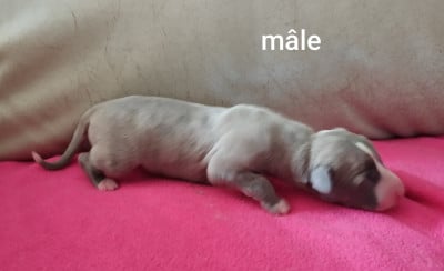 Chiot N°3 - Whippet