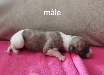 Chiot N°4 - Whippet