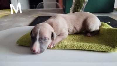 Les chiots de Whippet