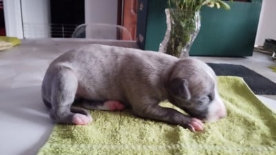 Les chiots de Whippet