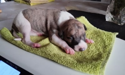 Les chiots de Whippet