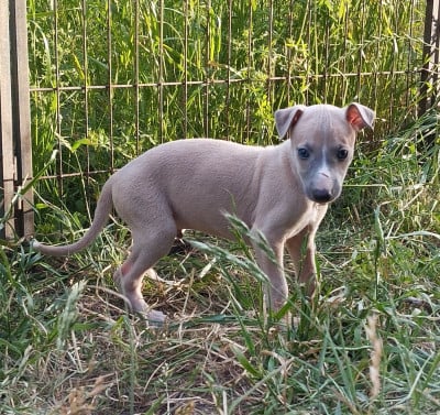 Les chiots de Whippet