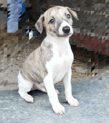 Les chiots de Whippet