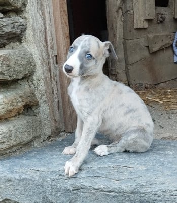 Les chiots de Whippet