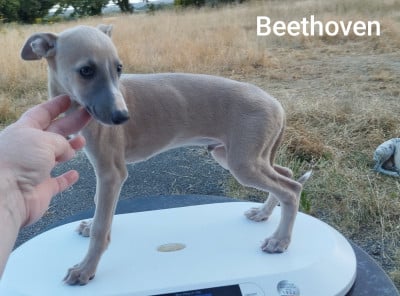 Les chiots de Whippet