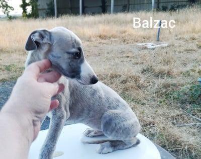 Les chiots de Whippet