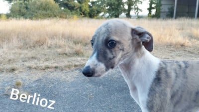 Les chiots de Whippet