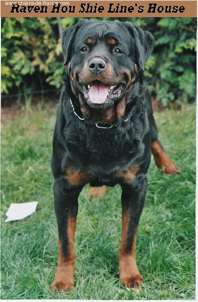 Raven Hou Shie Line's House - Excellent