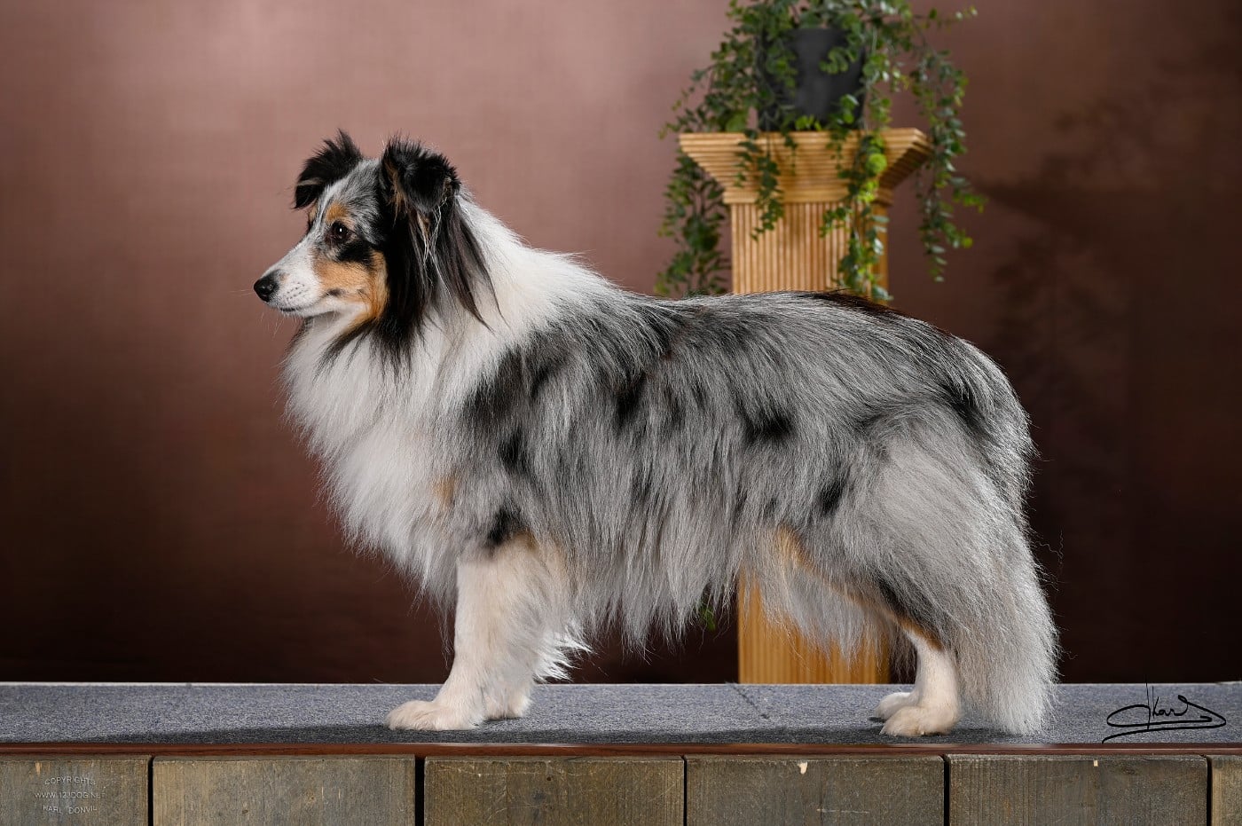 Vinci Des gardiens des trois magots