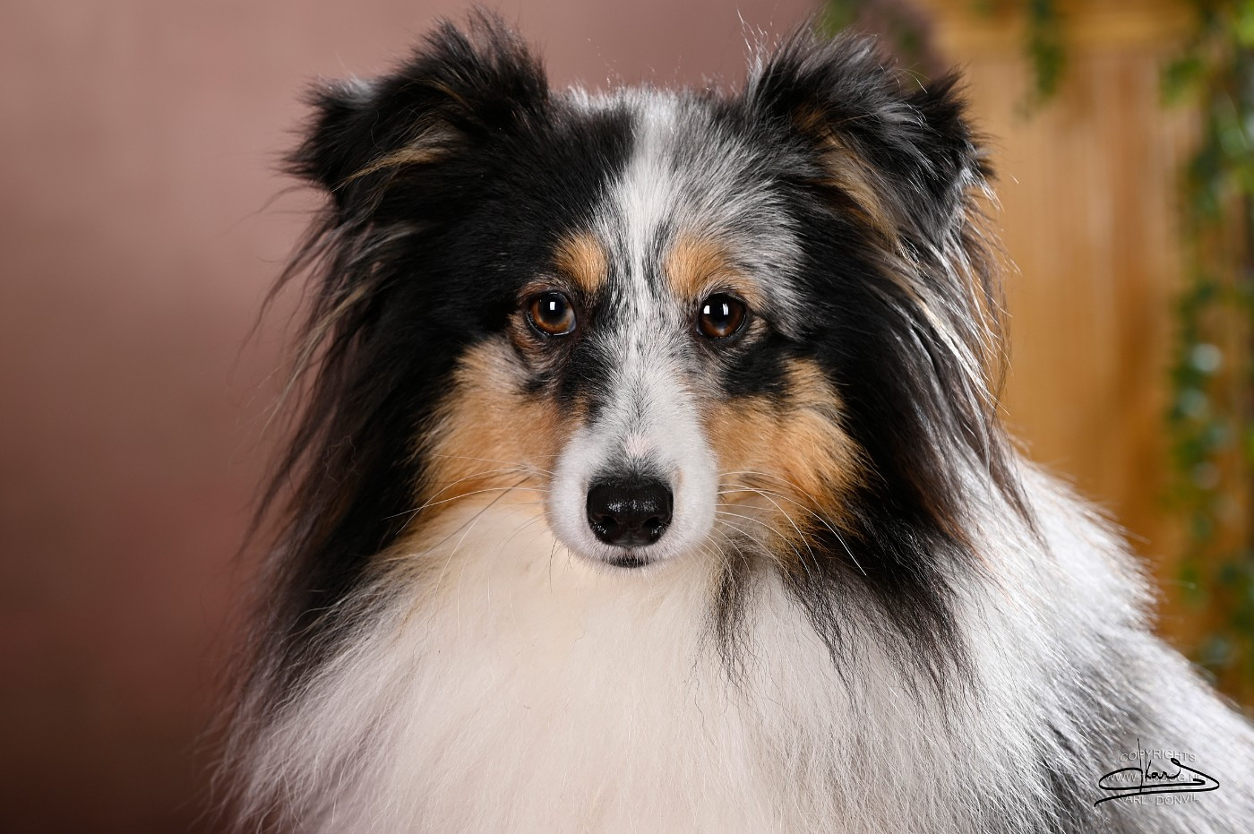 Vinci Des gardiens des trois magots