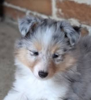 AMY  Des gardiens des trois magots