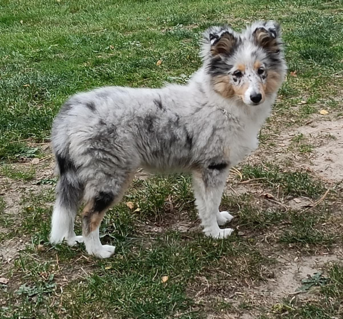 AMY  Des gardiens des trois magots
