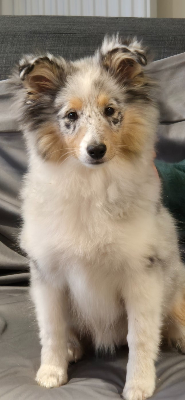 AMY  Des gardiens des trois magots