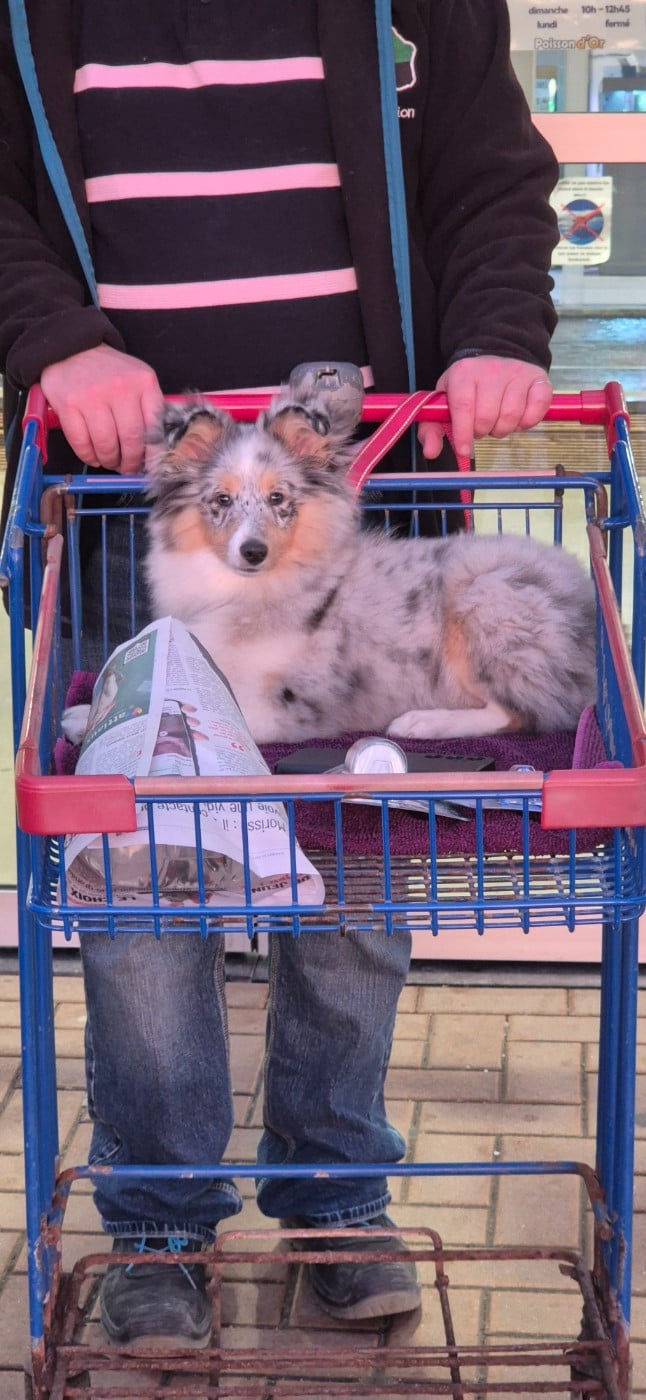 AMY  Des gardiens des trois magots