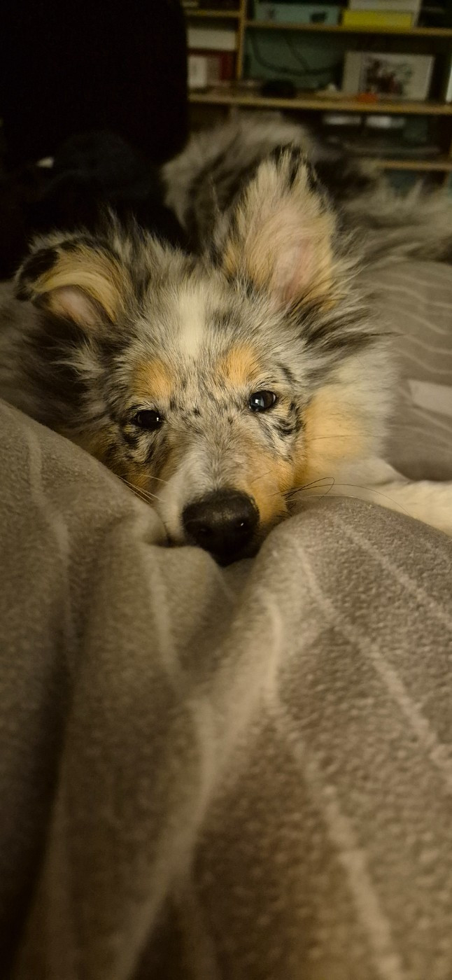 AMY  Des gardiens des trois magots