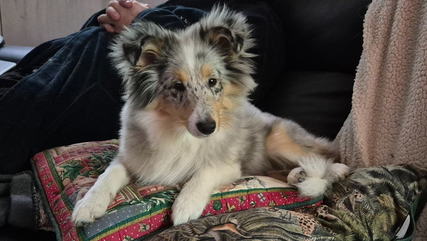 AMY  Des gardiens des trois magots