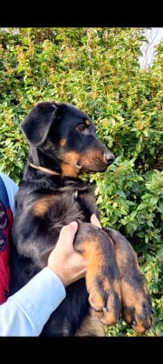 Des gardiens des trois magots