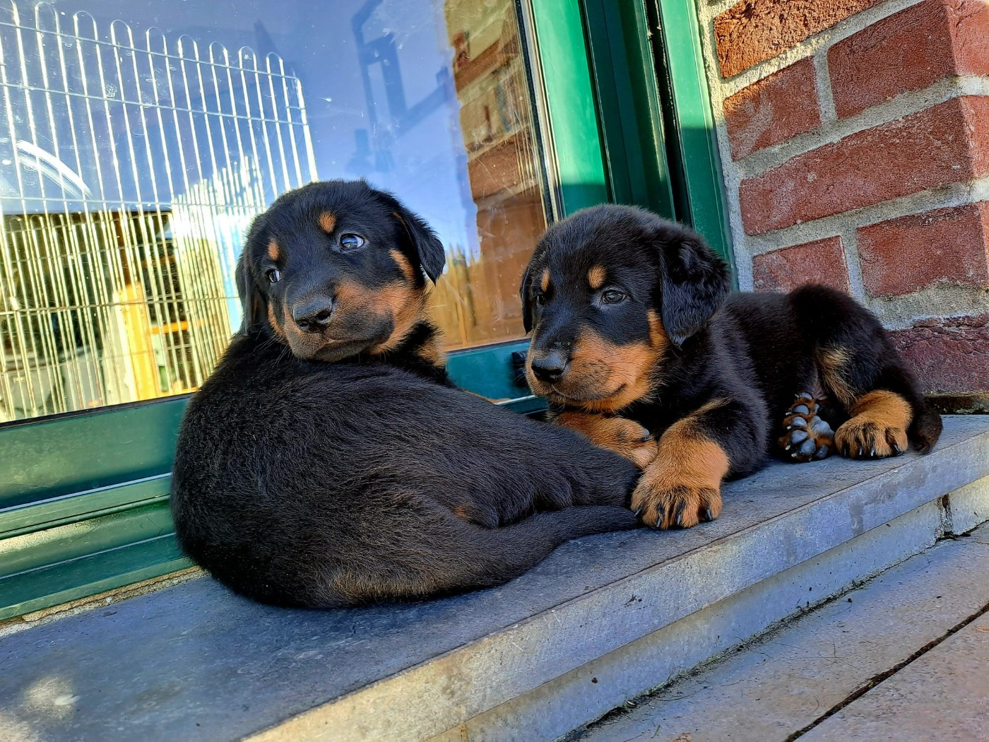 Berger de Beauce - Des gardiens des trois magots