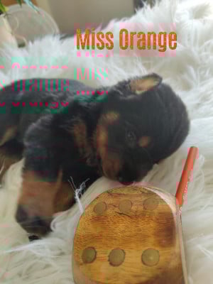 Les chiots de Berger de Beauce