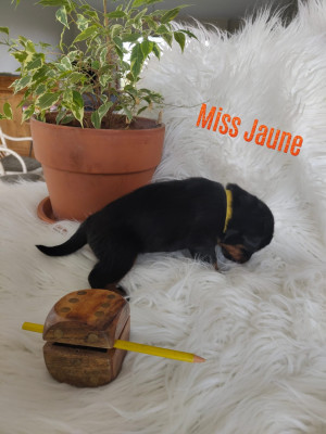 Les chiots de Berger de Beauce