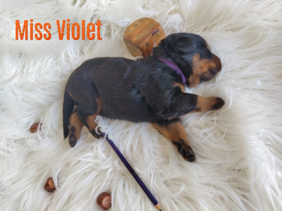 Les chiots de Berger de Beauce