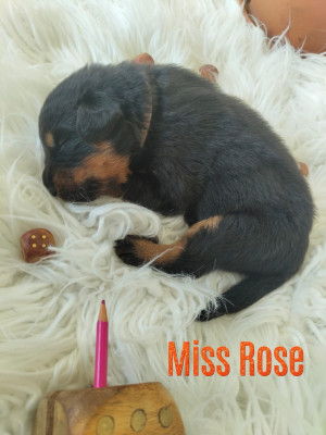 Les chiots de Berger de Beauce