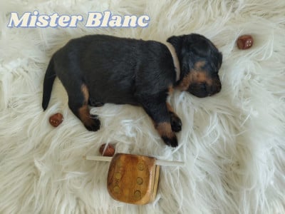 Les chiots de Berger de Beauce