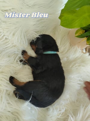 Les chiots de Berger de Beauce