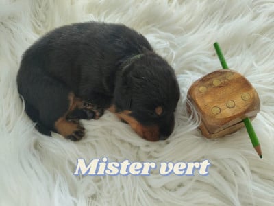 Les chiots de Berger de Beauce