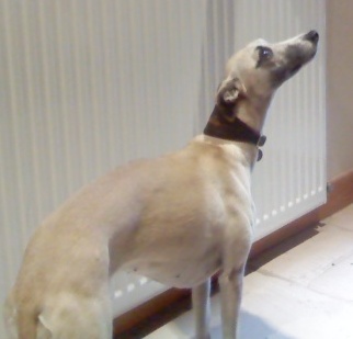 Publication : Tempus fugit Auteur : Tempus Fugit