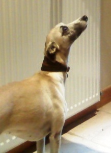 Publication : Tempus fugit Auteur : Tempus Fugit