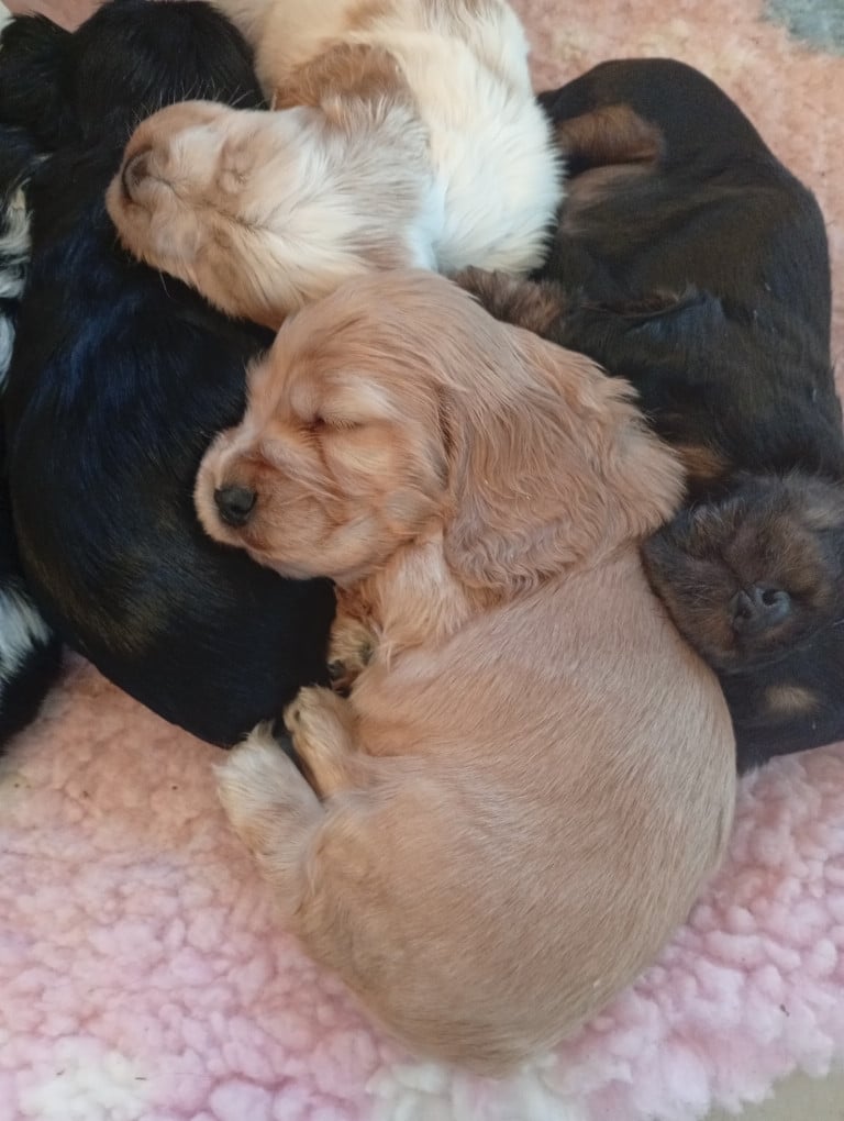 Cocker Spaniel Anglais - du Tertre de la Pommeraie