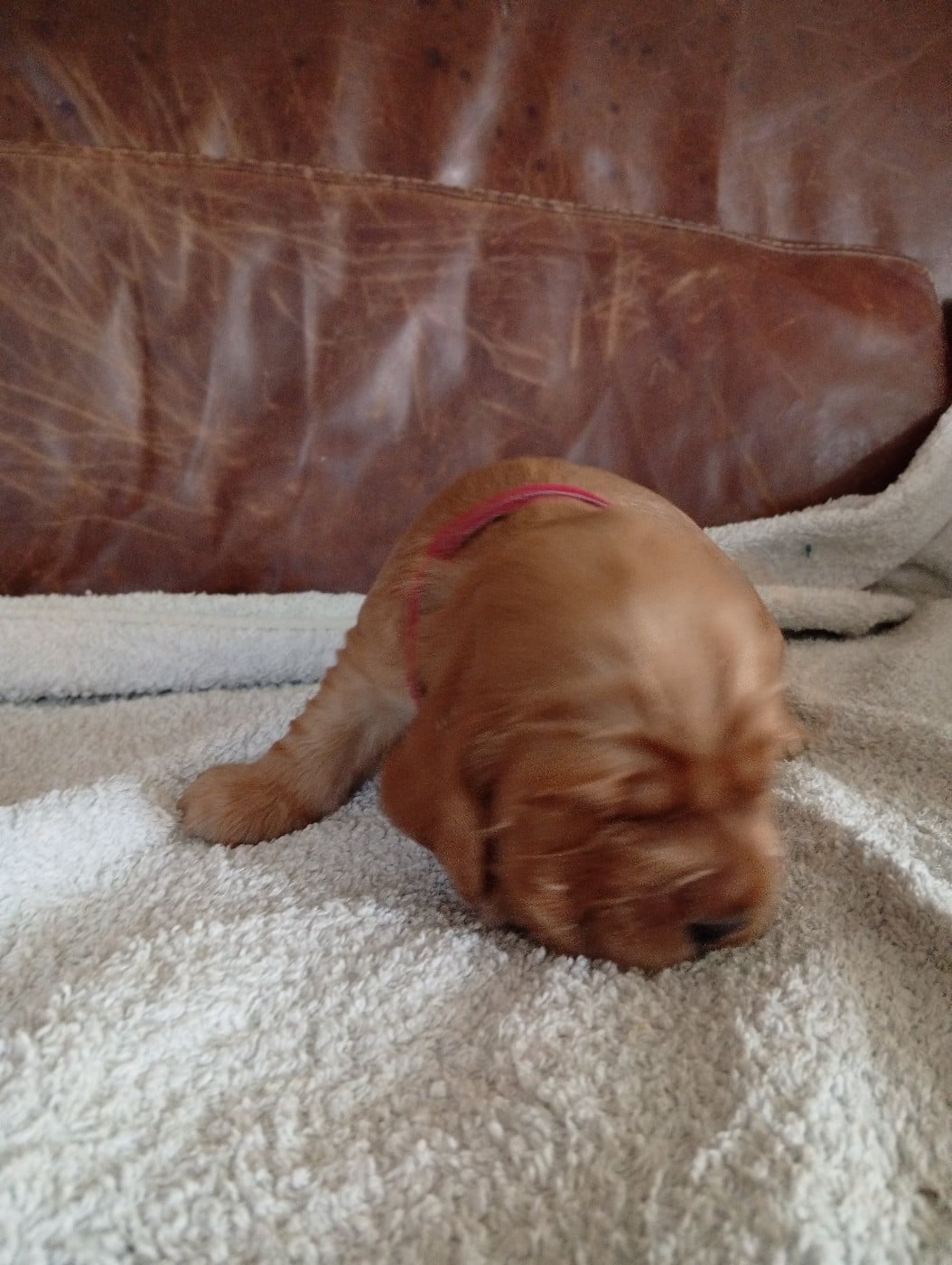 Chiot N°5